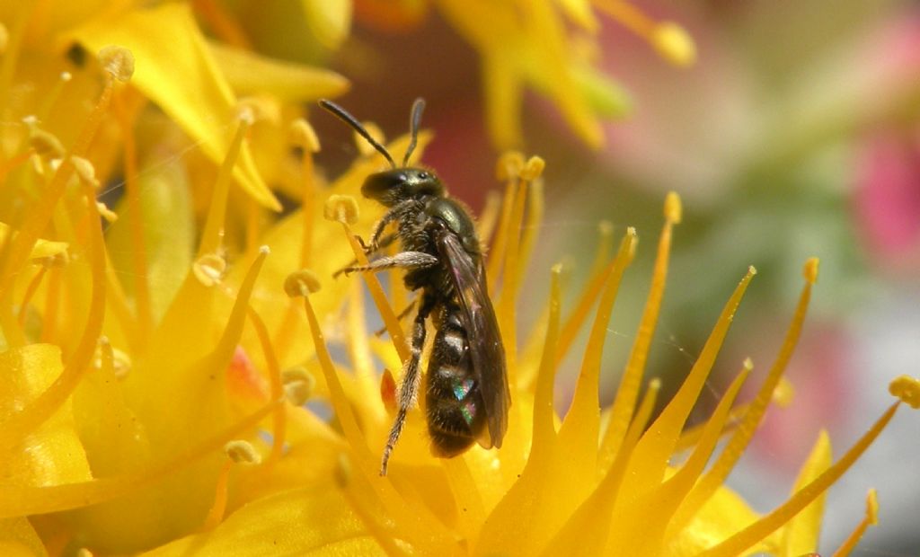 Halictidae: Halictus gemmeus? No, Lasioglossum (Dialictus) sp.